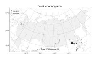 Persicaria longiseta (Bruijn) Kitag., Atlas of the Russian Flora (FLORUS) (Russia)