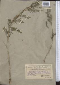 Astragalus neolipskyanus Popov, Middle Asia, Western Tian Shan & Karatau (M3) (Kazakhstan)