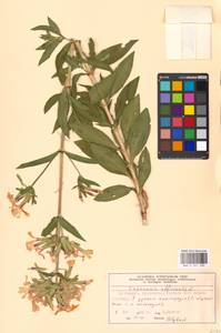 Saponaria officinalis L., Eastern Europe, Moscow region (E4a) (Russia)