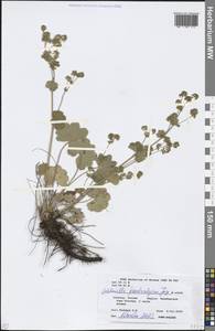 Alchemilla pseudocalycina Juz., Eastern Europe, Eastern region (E10) (Russia)