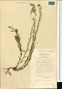 Polygala anatolica Boiss. & Heldr., Caucasus, Stavropol Krai, Karachay-Cherkessia & Kabardino-Balkaria (K1b) (Russia)