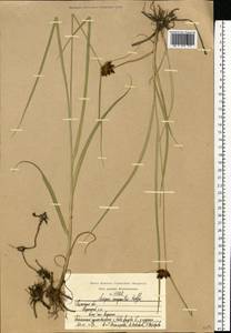 Bolboschoenus maritimus (L.) Palla, Eastern Europe, Central region (E4) (Russia)