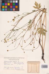 Ranunculus repens L., Eastern Europe, Moldova (E13a) (Moldova)