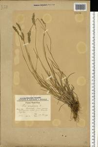 Poa compressa L., Eastern Europe, South Ukrainian region (E12) (Ukraine)