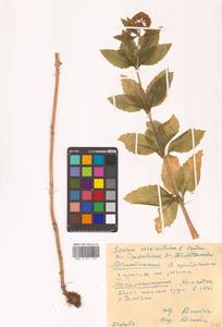 Hylotelephium verticillatum (L.) H. Ohba, Siberia, Chukotka & Kamchatka (S7) (Russia)