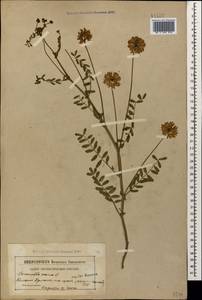 Coronilla varia L., Caucasus, Armenia (K5) (Armenia)