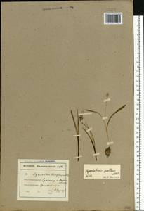 Muscari pallens (M.Bieb.) Fisch., Eastern Europe, North Ukrainian region (E11) (Ukraine)