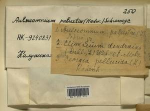 Aulacomnium palustre (Hedw.) Schwägr., Bryophytes, Bryophytes - Middle Russia (B6) (Russia)