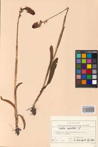 Neotinea ustulata (L.) R.M.Bateman, Pridgeon & M.W.Chase, Eastern Europe, Moscow region (E4a) (Russia)