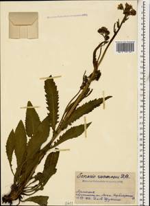 Jacobaea racemosa subsp. racemosa, Caucasus, Armenia (K5) (Armenia)