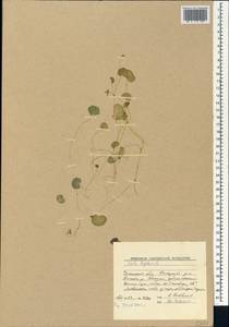 Viola biflora L., Siberia, Baikal & Transbaikal region (S4) (Russia)