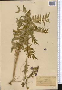 Polemonium caucasicum N. Busch, Middle Asia, Northern & Central Tian Shan (M4) (Kazakhstan)