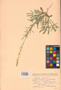 Reseda lutea L., Eastern Europe, Lower Volga region (E9) (Russia)