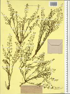 Thesium ramosum Hayne, Caucasus, Dagestan (K2) (Russia)