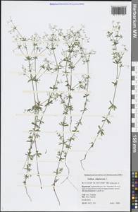 Galium uliginosum L., Siberia, Baikal & Transbaikal region (S4) (Russia)