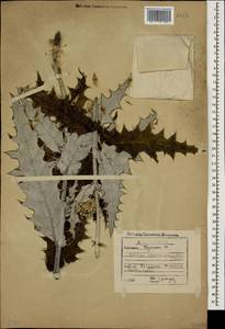 Cirsium caucasicum (Adams) Petr., Caucasus, Georgia (K4) (Georgia)