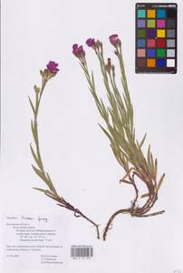 Dianthus chinensis L., Eastern Europe, Central region (E4) (Russia)