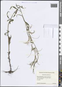 Epilobium palustre L., Eastern Europe, Northern region (E1) (Russia)