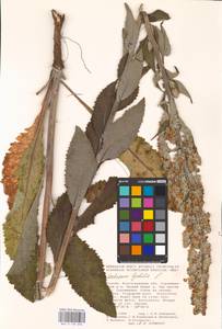MHA 0 158 896, Verbascum lychnitis L., Eastern Europe, Lower Volga region (E9) (Russia)