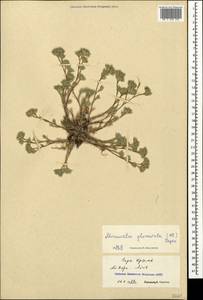 Minuartia glomerata (M. Bieb.) Degen, Crimea (KRYM) (Russia)