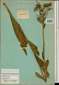 Senecio kolenatianus C. A. Mey., Caucasus, Georgia (K4) (Georgia)