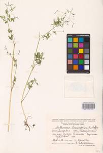 Anthriscus cerefolium (L.) Hoffm., Eastern Europe, Moldova (E13a) (Moldova)