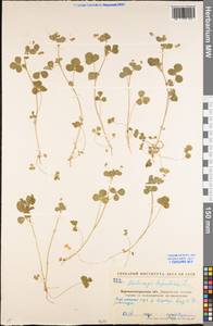 Medicago lupulina L., Eastern Europe, North Ukrainian region (E11) (Ukraine)