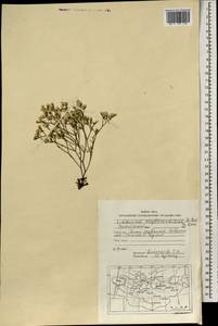 Limonium aureum (L.) Chaz., Mongolia (MONG) (Mongolia)