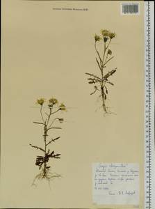 Crepis chrysantha (Ledeb.) Turcz., Siberia, Western Siberia (S1) (Russia)