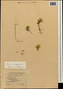 Erysimum babadagensis Prima, Caucasus, Dagestan (K2) (Russia)