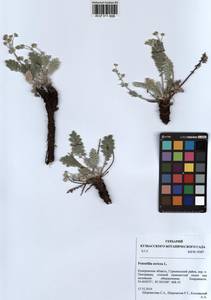Potentilla sericea L., Siberia, Altai & Sayany Mountains (S2) (Russia)
