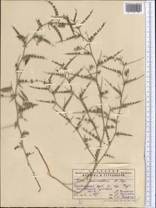 Cicer macracanthum Popov, Middle Asia, Pamir & Pamiro-Alai (M2) (Tajikistan)