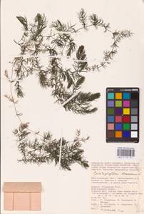 Ceratophyllum demersum L., Eastern Europe, Lower Volga region (E9) (Russia)