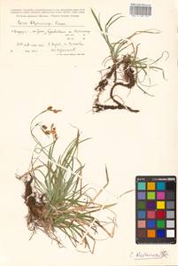Carex blepharicarpa Franch., Siberia, Russian Far East (S6) (Russia)