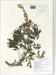 Lupinus luteus L., Africa (AFR) (Portugal)