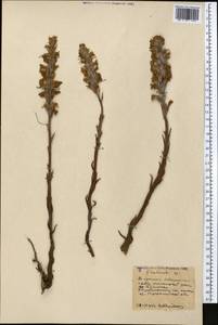 Orobanche, Middle Asia, Northern & Central Kazakhstan (M10) (Kazakhstan)