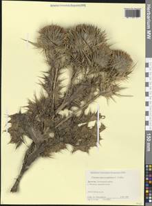 Lophiolepis macrocephala (C.A.Mey.) Bureš, Del Guacchio, Iamonico & P.Caputo, Caucasus, Dagestan (K2) (Russia)