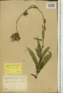 Cirsium canum (L.) All., Eastern Europe, Central forest-and-steppe region (E6) (Russia)