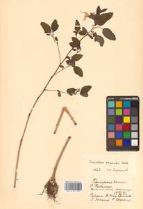 Impatiens maackii Hook. ex Kom., Siberia, Russian Far East (S6) (Russia)