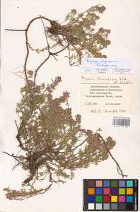 MHA 0 157 010, Thymus kirgisorum Dubj., Eastern Europe, Lower Volga region (E9) (Russia)