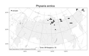 Physaria arctica (Wormsk. ex Hornem.) O'Kane & Al-Shehbaz, Atlas of the Russian Flora (FLORUS) (Russia)