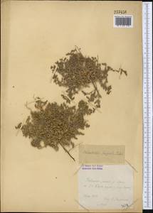 Halocharis hispida (Schrenk) Bunge, Middle Asia, Syr-Darian deserts & Kyzylkum (M7) (Kazakhstan)
