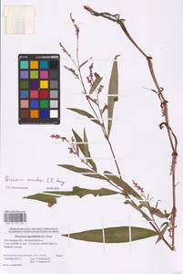 Persicaria maculosa Gray, Eastern Europe, Rostov Oblast (E12a) (Russia)