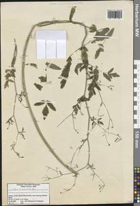 Sison amomum L., South Asia, South Asia (Asia outside ex-Soviet states and Mongolia) (ASIA) (Turkey)