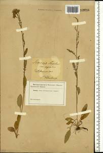 Jacobaea vulgaris subsp. vulgaris, Eastern Europe, North-Western region (E2) (Russia)