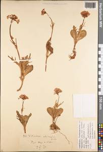 Valeriana chionophila Popov & Kult., Middle Asia, Pamir & Pamiro-Alai (M2) (Uzbekistan)