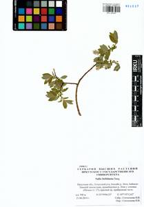 Salix bebbiana Sarg., Siberia, Baikal & Transbaikal region (S4) (Russia)