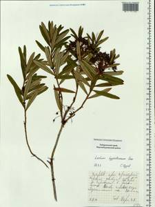 Rhododendron diversipilosum (Nakai) Harmaja, Siberia, Russian Far East (S6) (Russia)