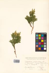 Dendrolycopodium obscurum (L.) A. Haines, Siberia, Russian Far East (S6) (Russia)