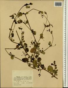 Nyctaginaceae, Africa (AFR) (Ethiopia)